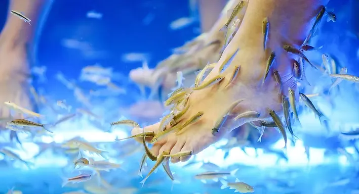 Dr Fish